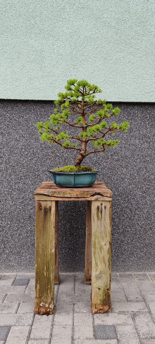 Bonsai, bonsaj borovice