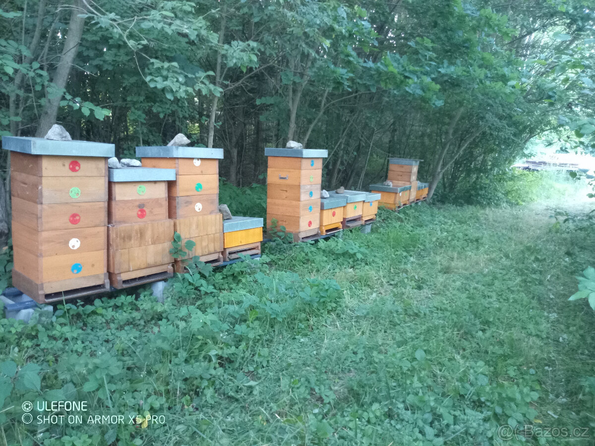 včely včelstvo optimal