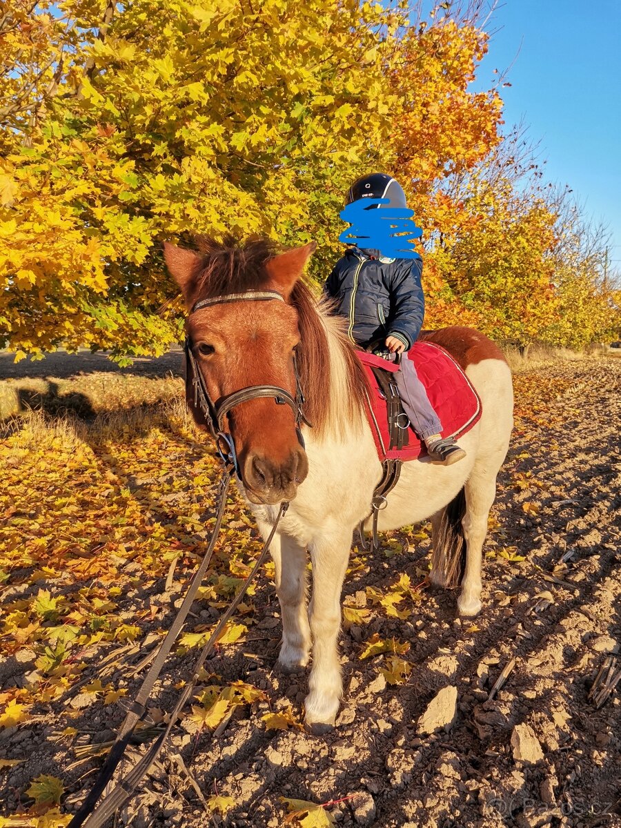 Prodám shetland ponyho