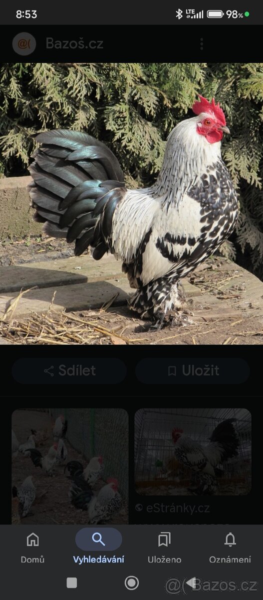 Kohoutek rousný zakrsly