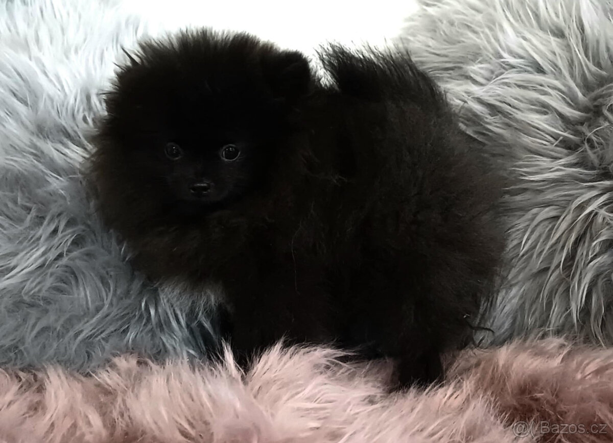 Pomeranian s PP fenka