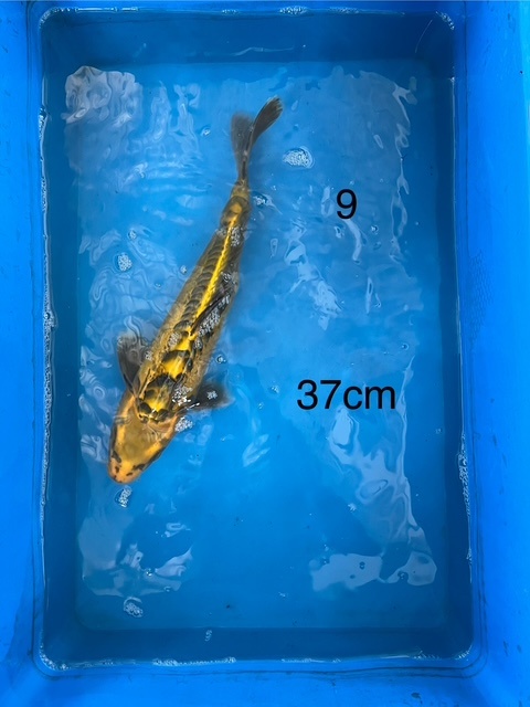 KOI