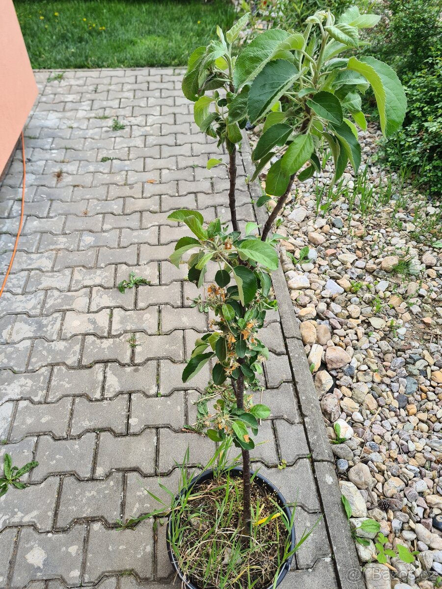 Sloupová jabloň Idared