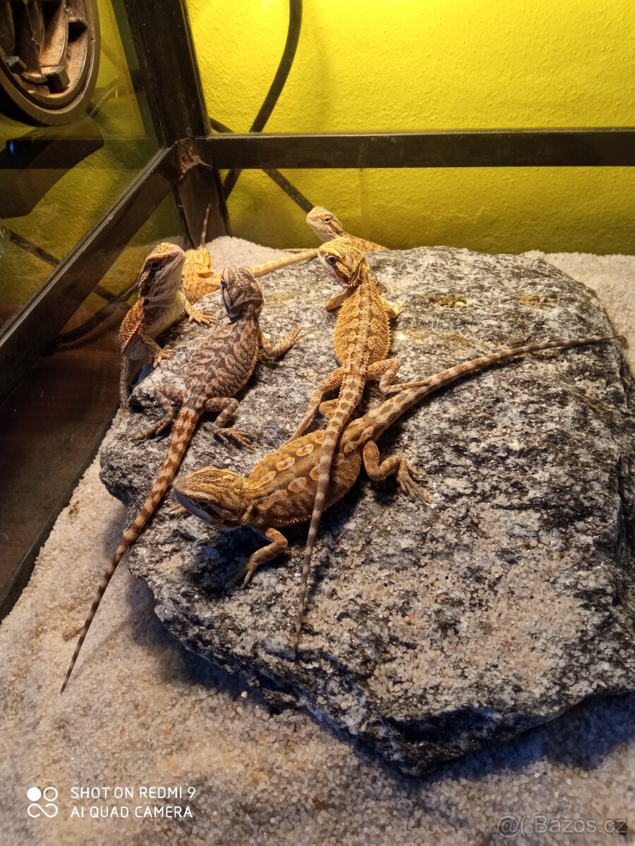 Mláďata AGAMA VOUSATÁ