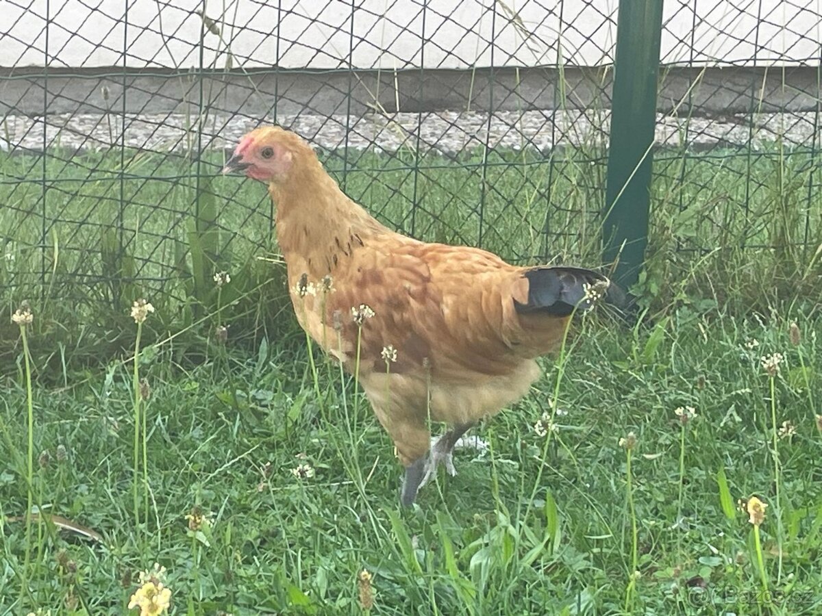 Šumavanka zdrobnělá kohout