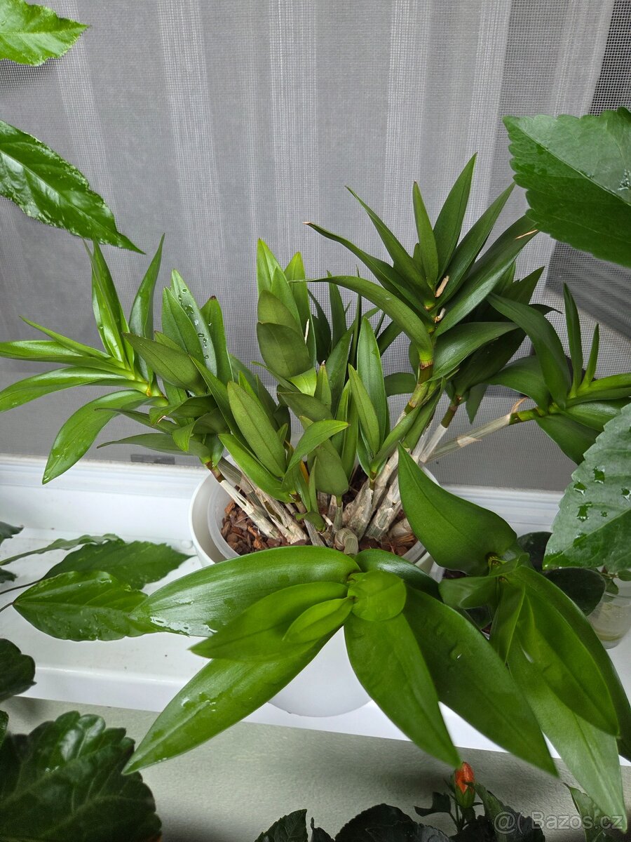 Orchidej