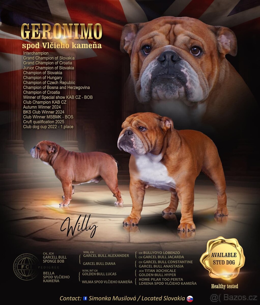 Anglický bulldog s PP na KRYTIE, Buldok, Buldog