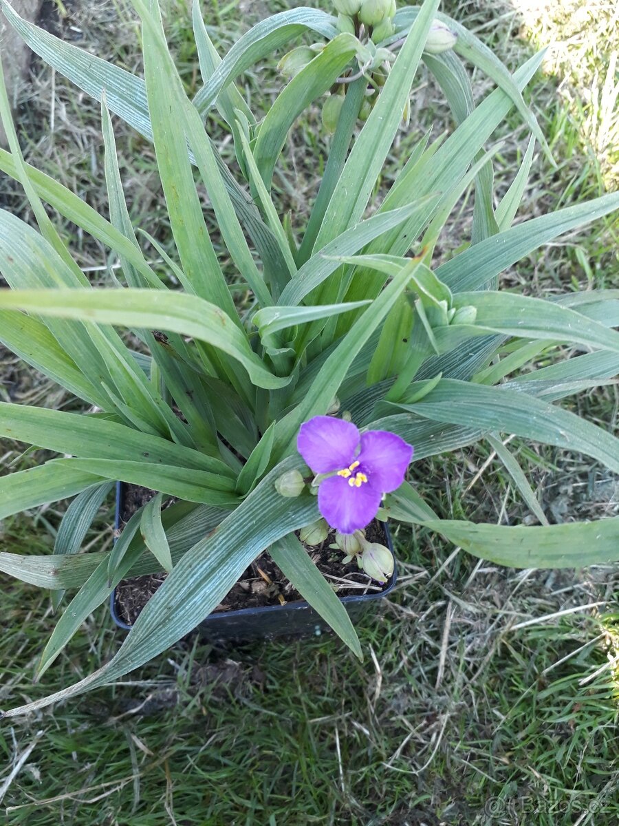 Tradescantia podenka fialova