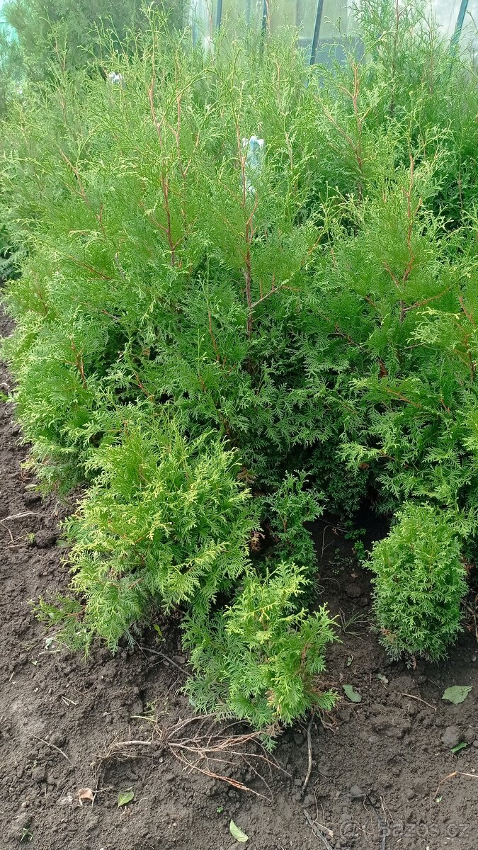 Thuja occid BRABANT