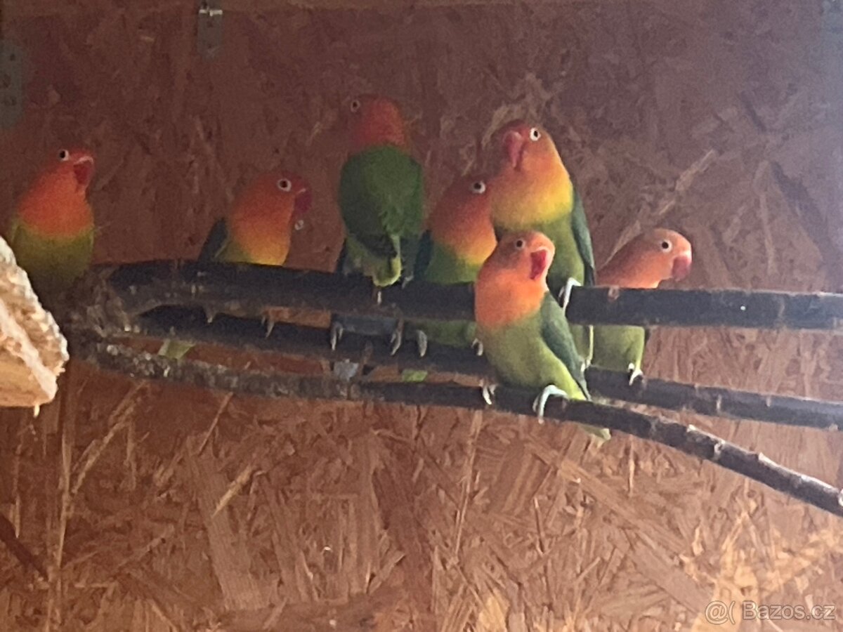 Agapornis fischeri