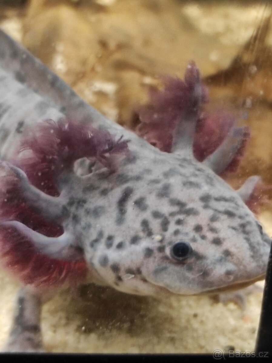Axolotl mexický - Ambystoma mexicanum