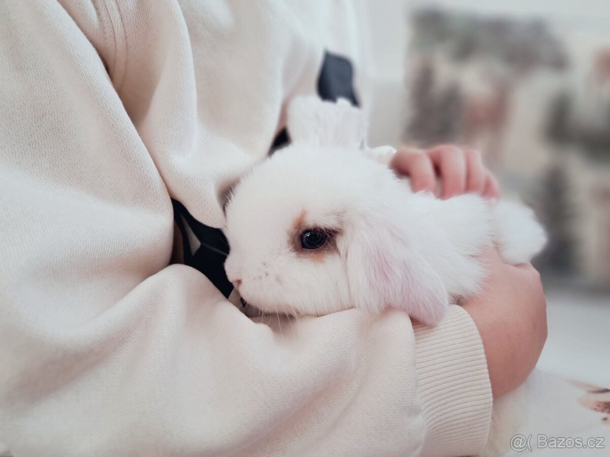 Zakrslý kralíček minilop