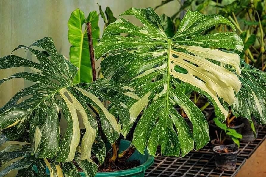 Monstera deliciosa 'Thai Constellation'