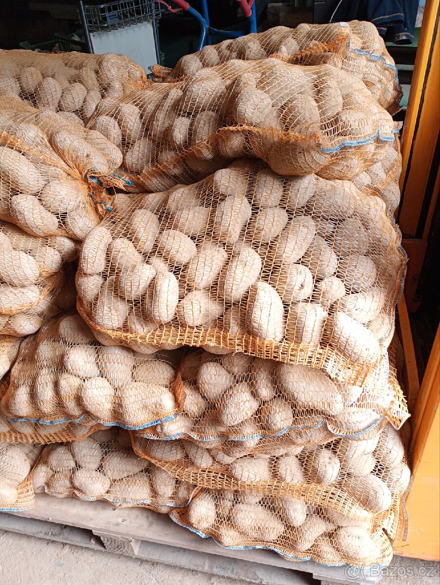 Brambory Marabel 10 Kč za kg