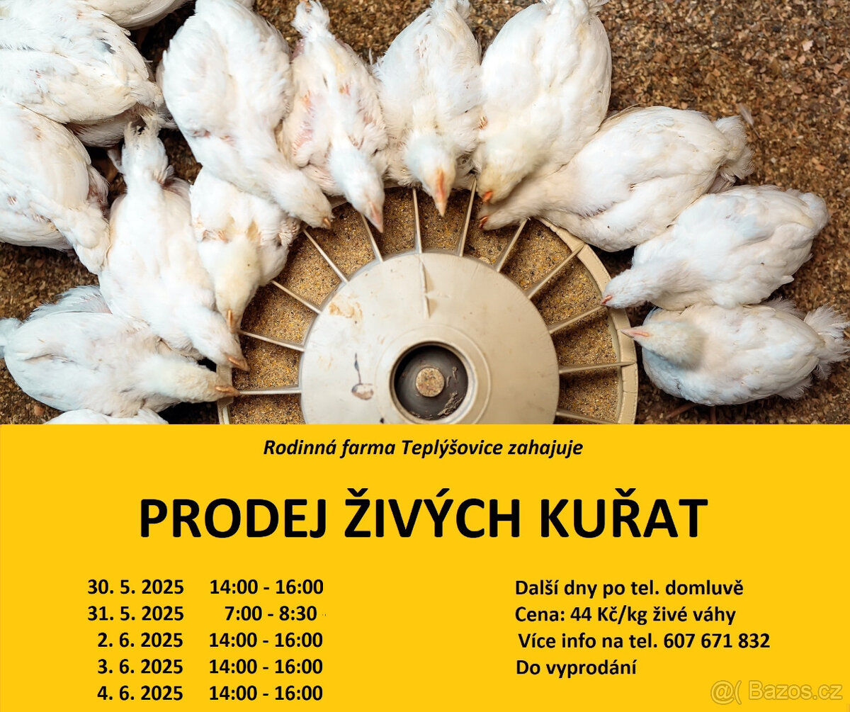 Vykrmená selská kuřata