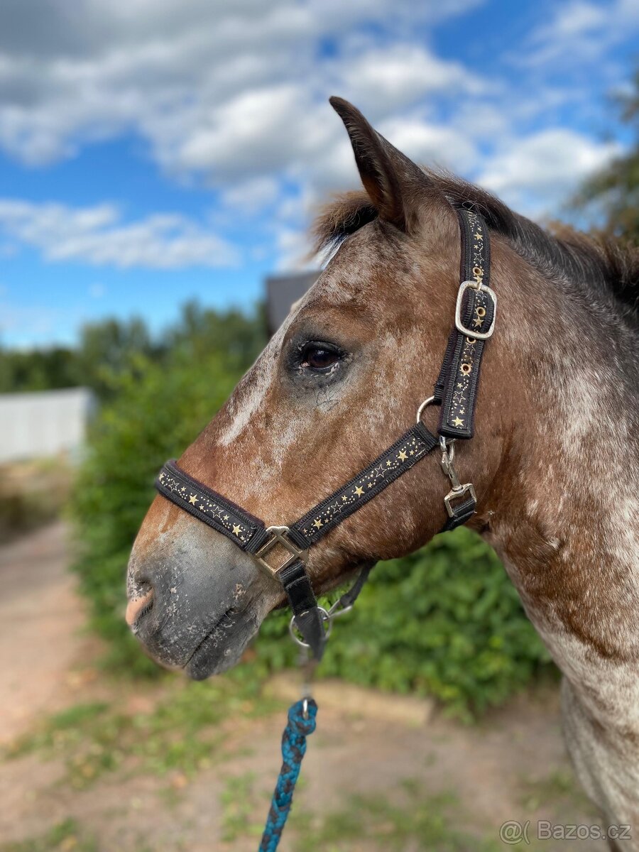 Kříženec appaloosa x hucul