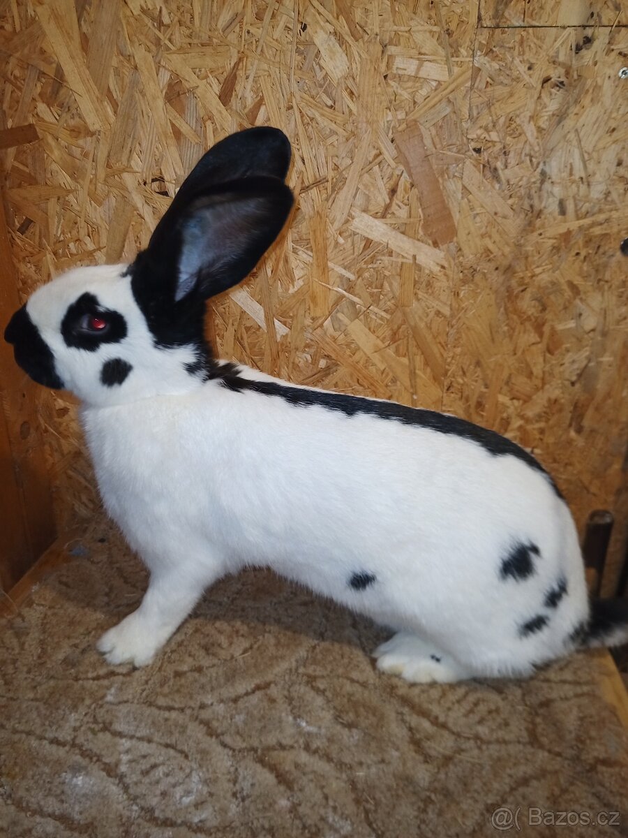 NĚMECKÝ OBROVITÝ STRAKÁČ