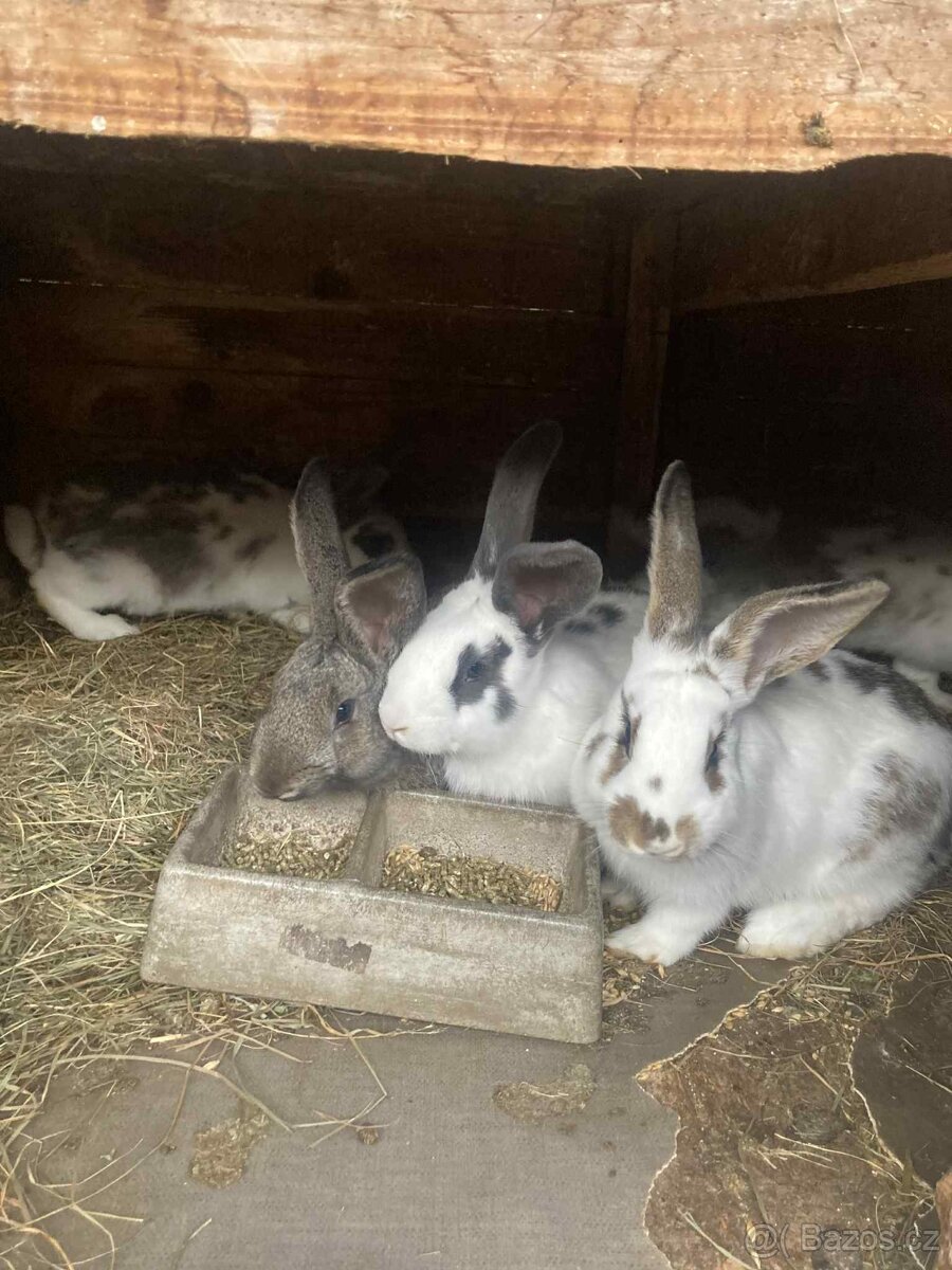Mladí králíci