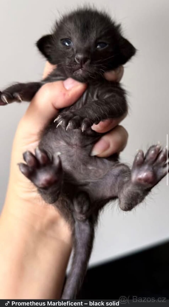 Orientální koťe Marbleficent s PP