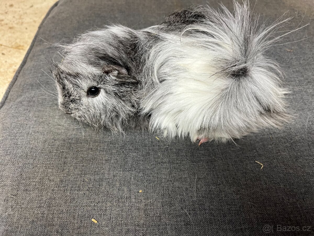 morče, morčata - peruánec prodej