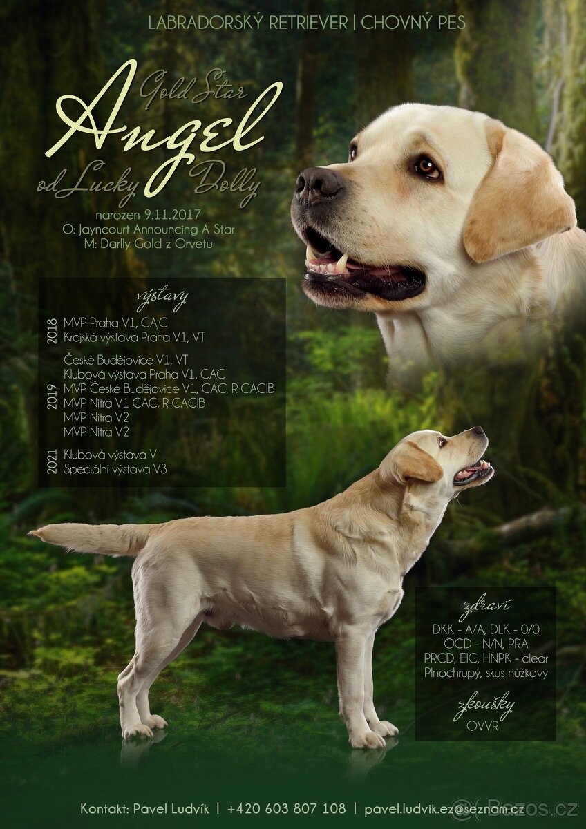 Nabídka krytí Labrador