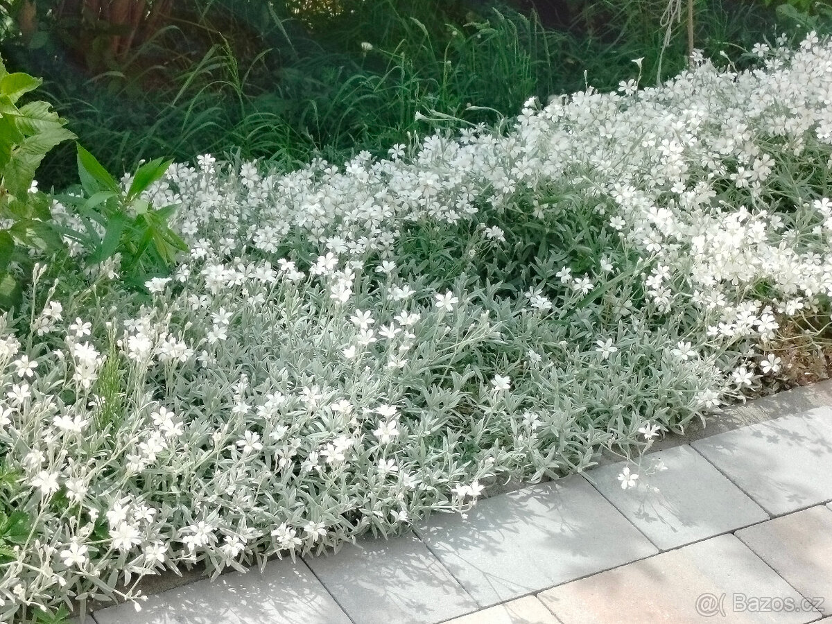 Prodám Rožec plstnatý