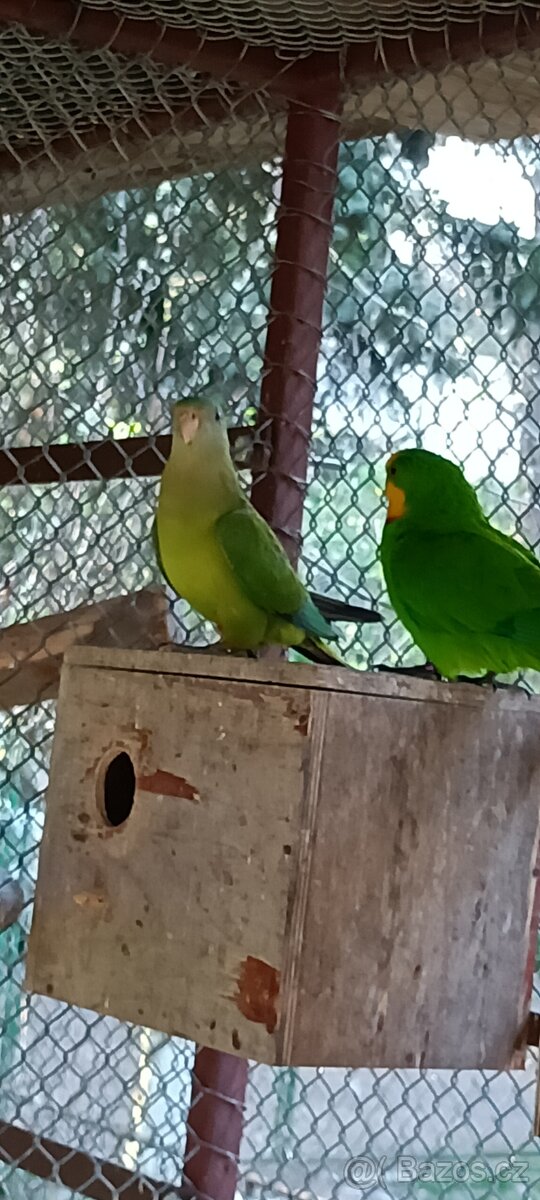 Papoušek nádherný