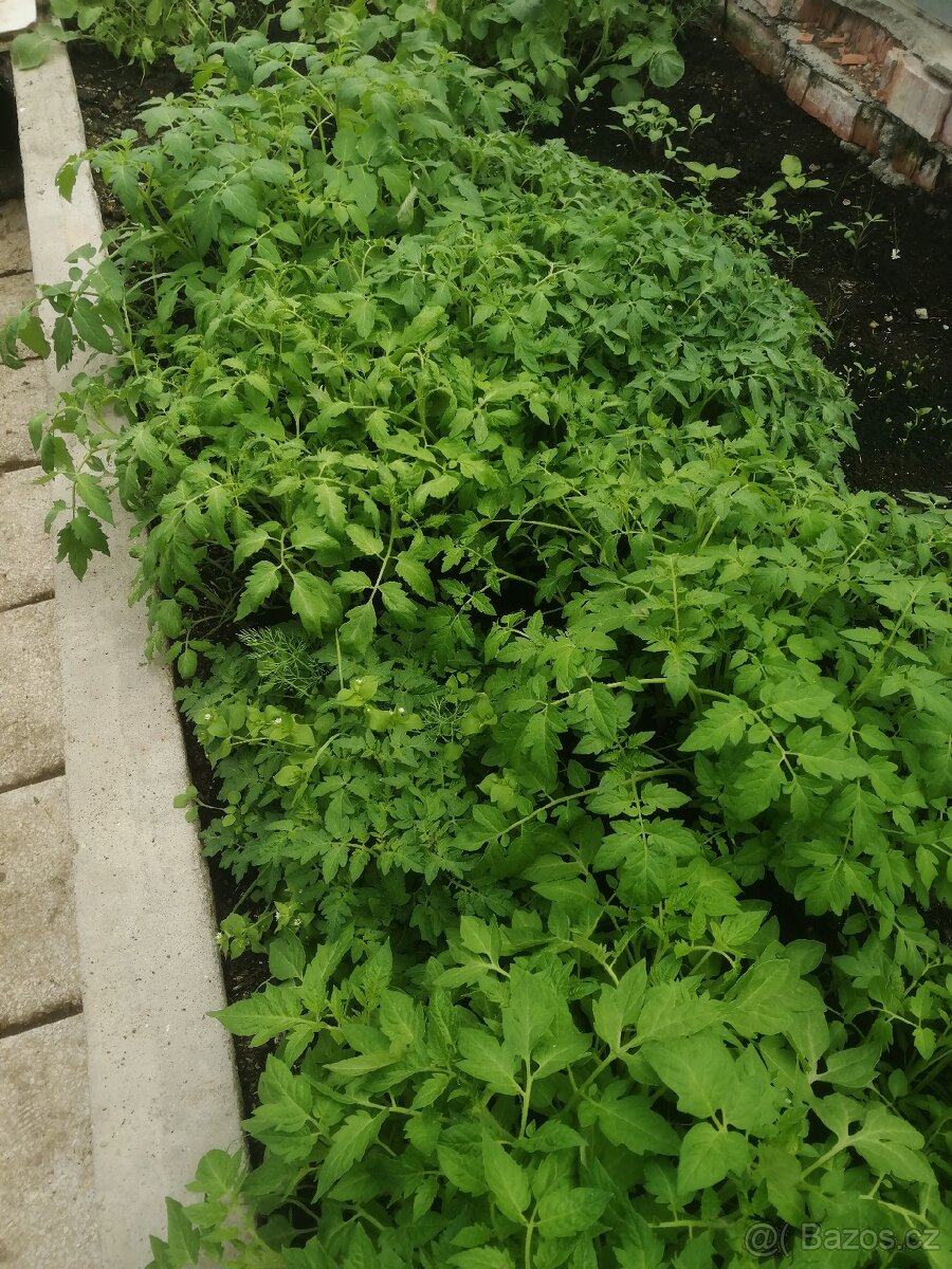 Rajčata Sazenice cca 6 druhů, okurky, salat,Gazanie, cinie