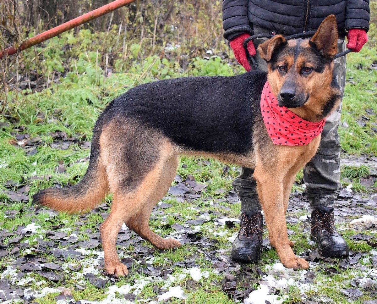 FIBI K ADOPCI - HODNÉ ZLATÍČKO, ZASLOUŽÍ SI MILUJÍCÍ RODINU