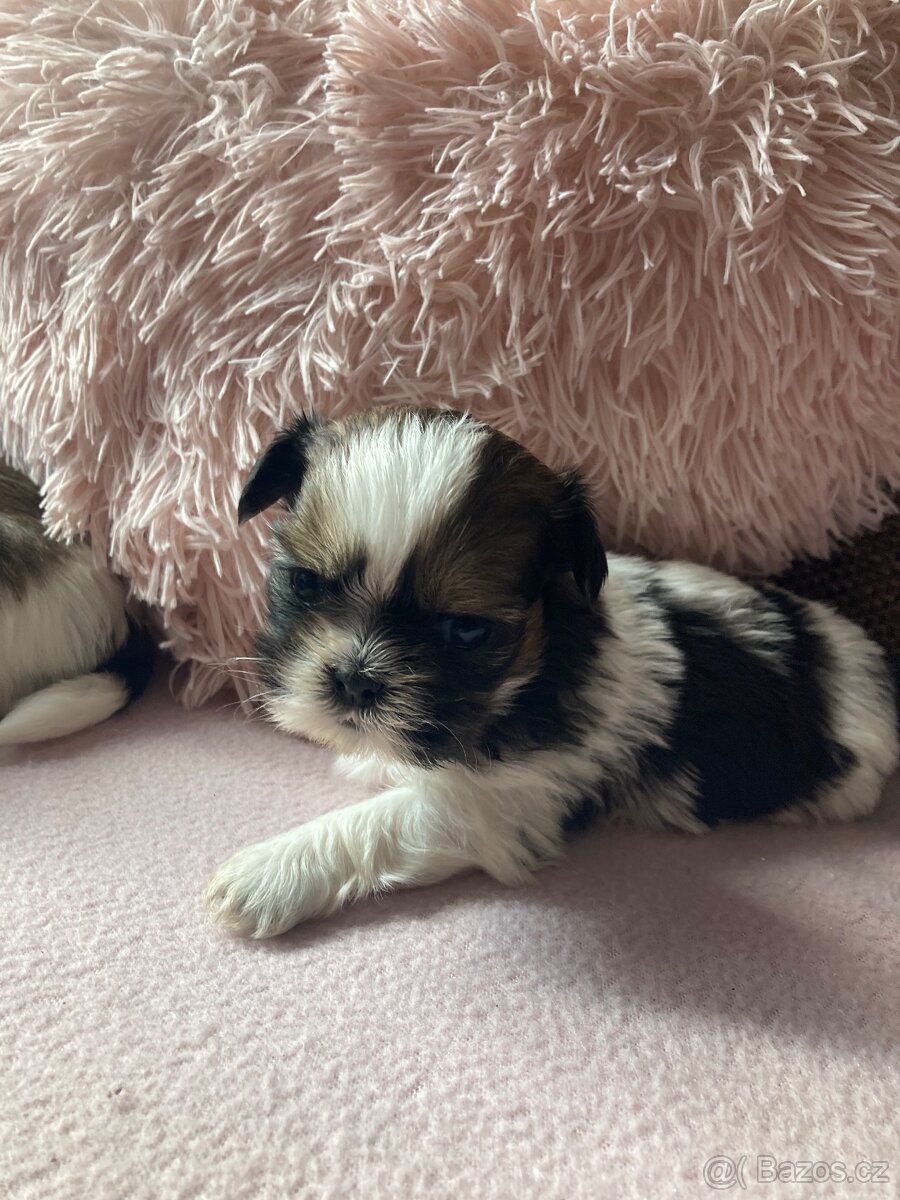 Shih-tzu (šicu)