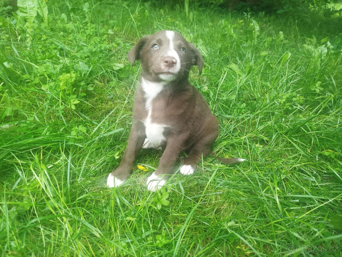 border kolie
