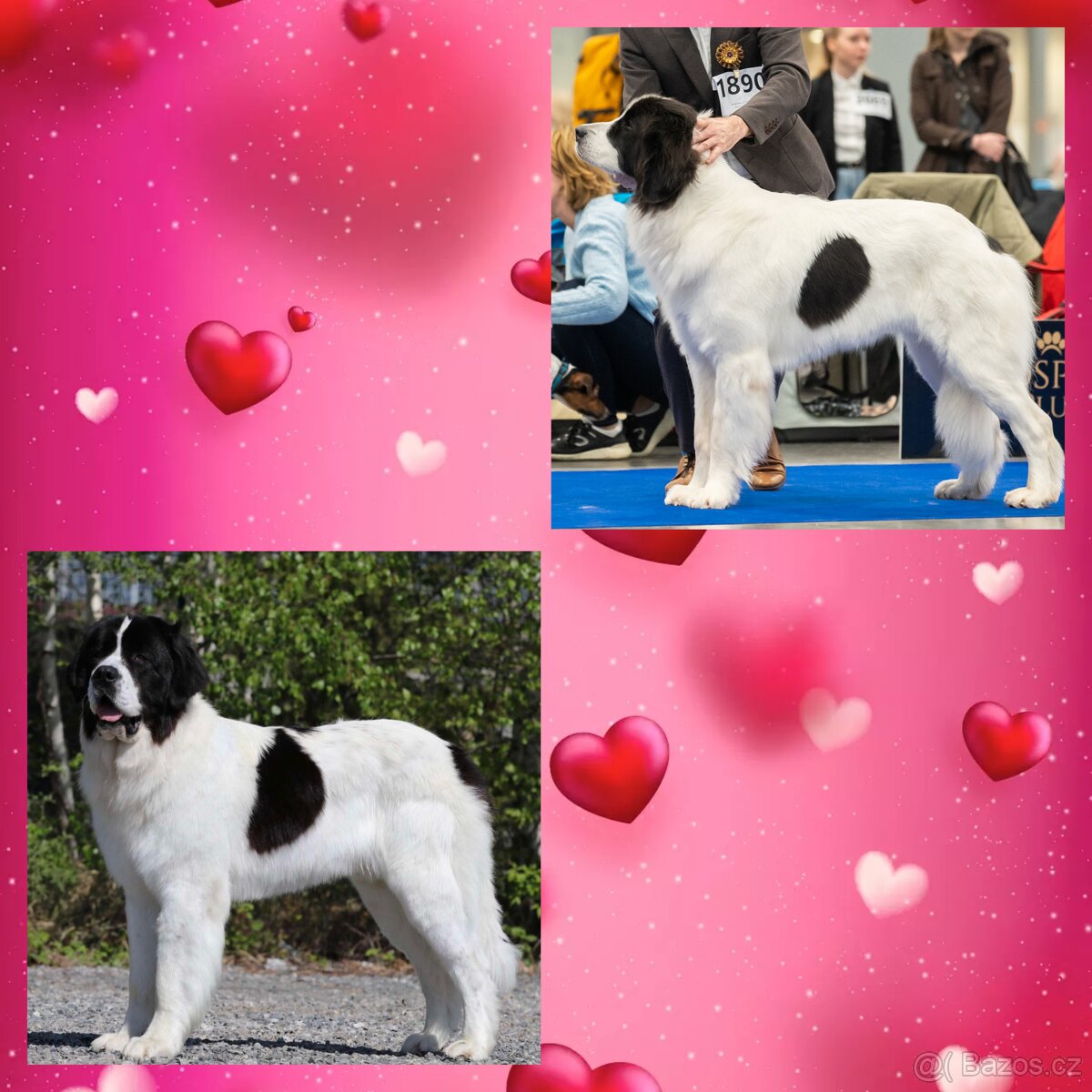 Landseer s PP
