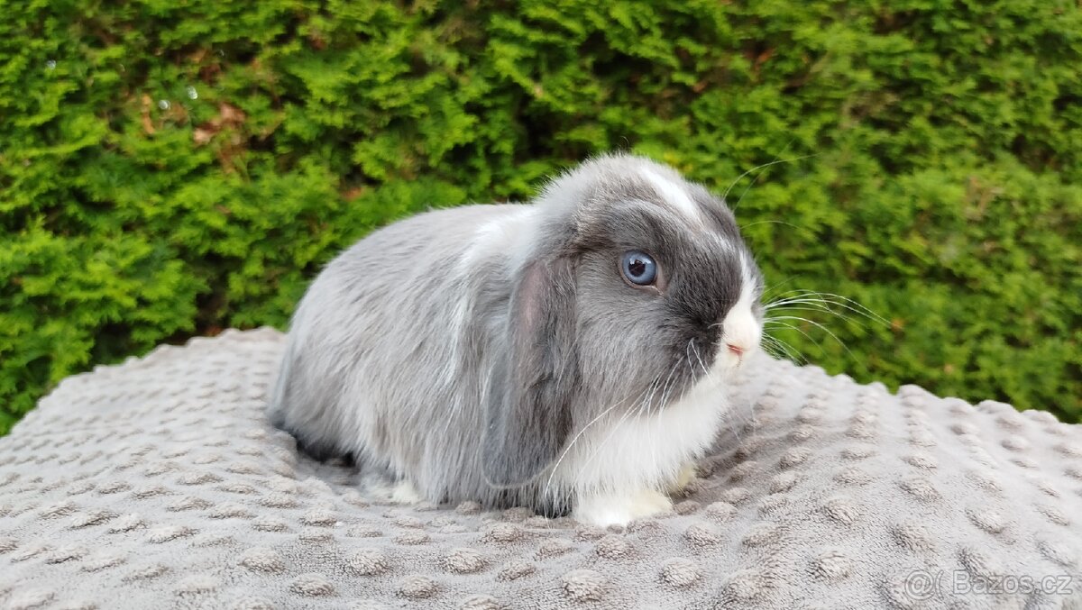 Zakrslý beránek, králíček, králík - HEIDY