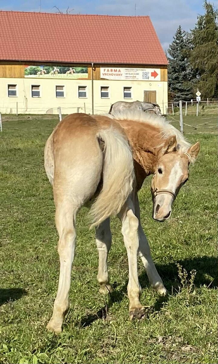 hafling hřebeček