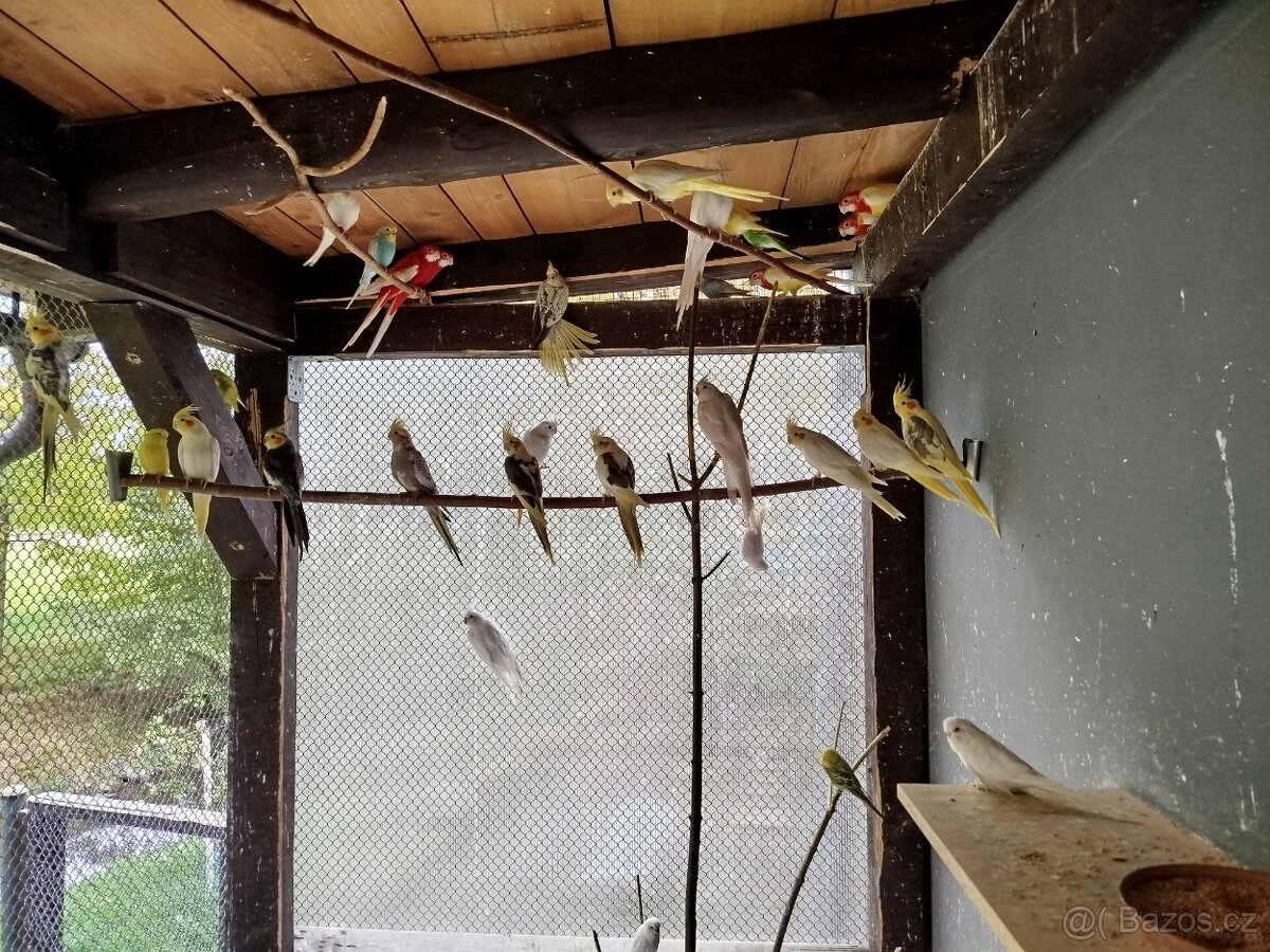 Prodej exotického ptactva