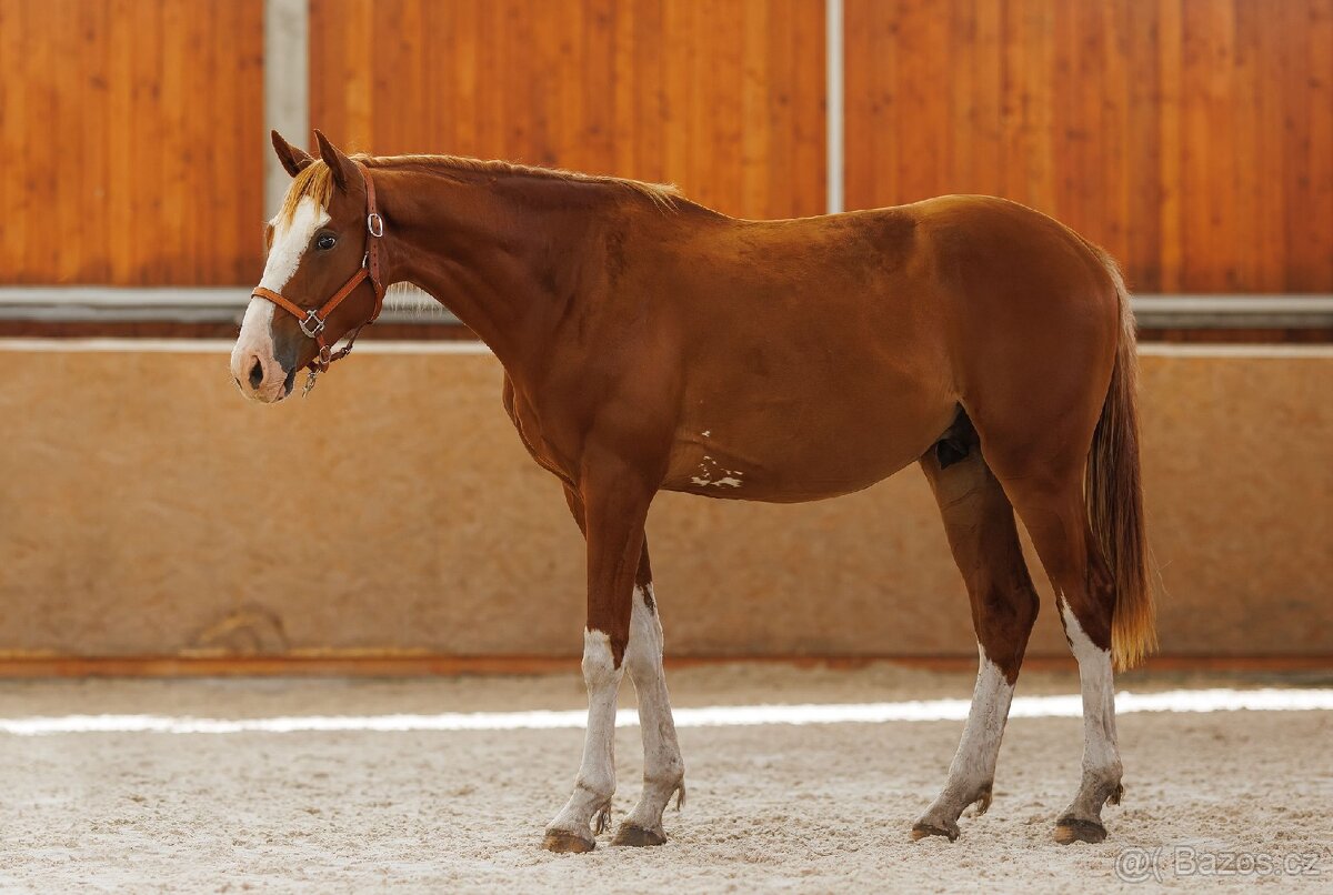 Atraktivní hřebeček po hřebci ALLROAD 2000 Z