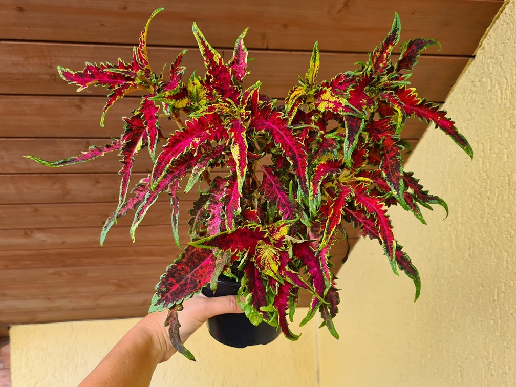 SEMENA Africká okrasná kopřiva Coleus