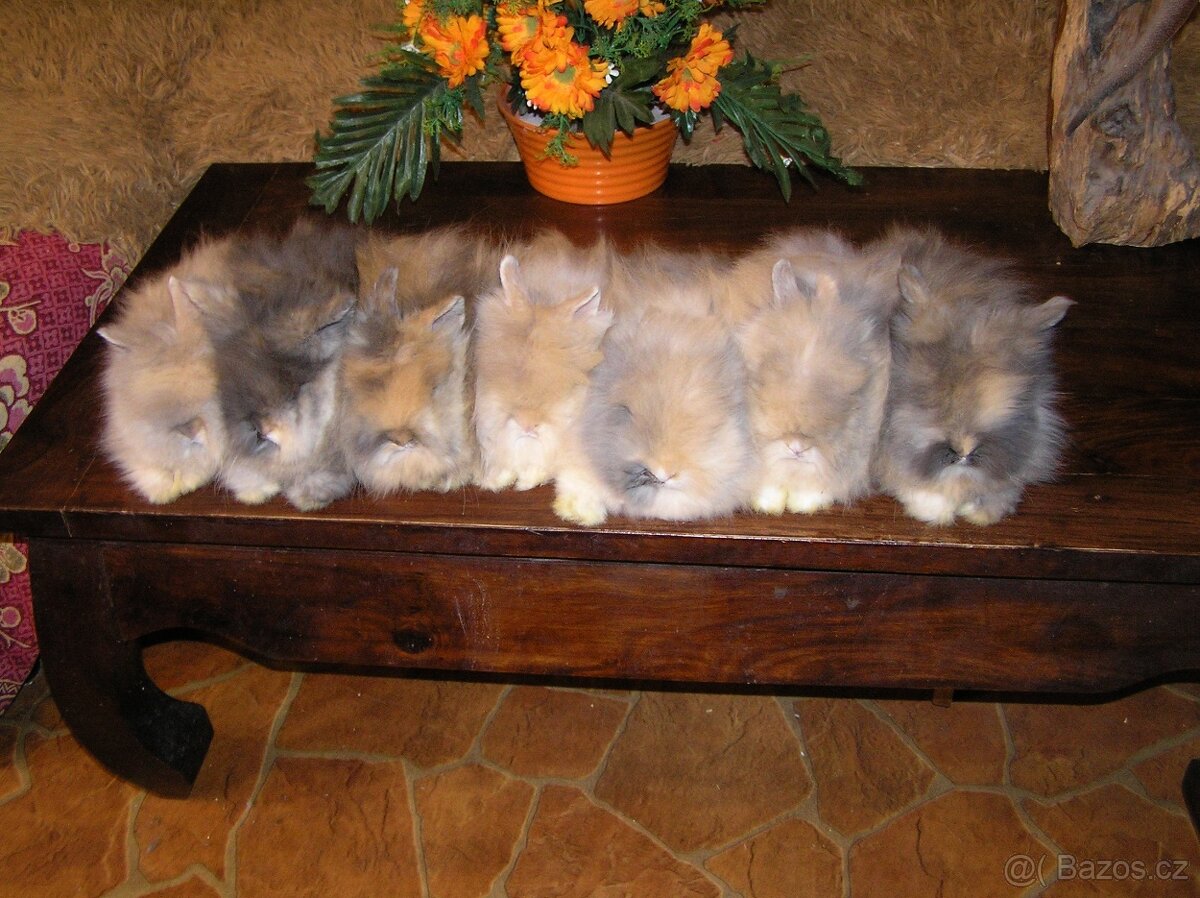 Teddy králíčci zakrslí dlouhosrstí