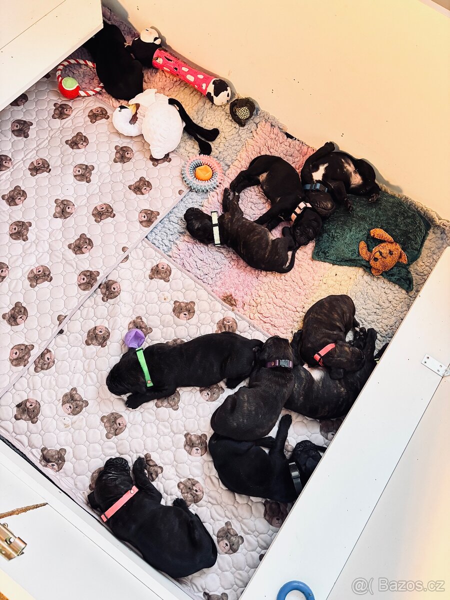 Cane corso s PP - 11 Vánočních štěňátek k rezervaci