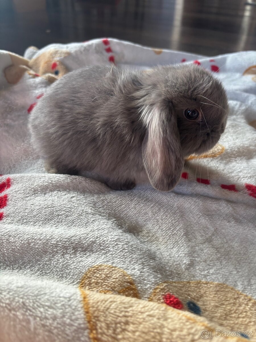 Minilop zakrslí králíčci