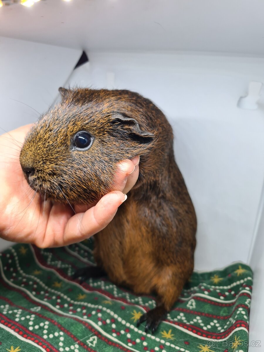 Morče kluci - odběr ihned