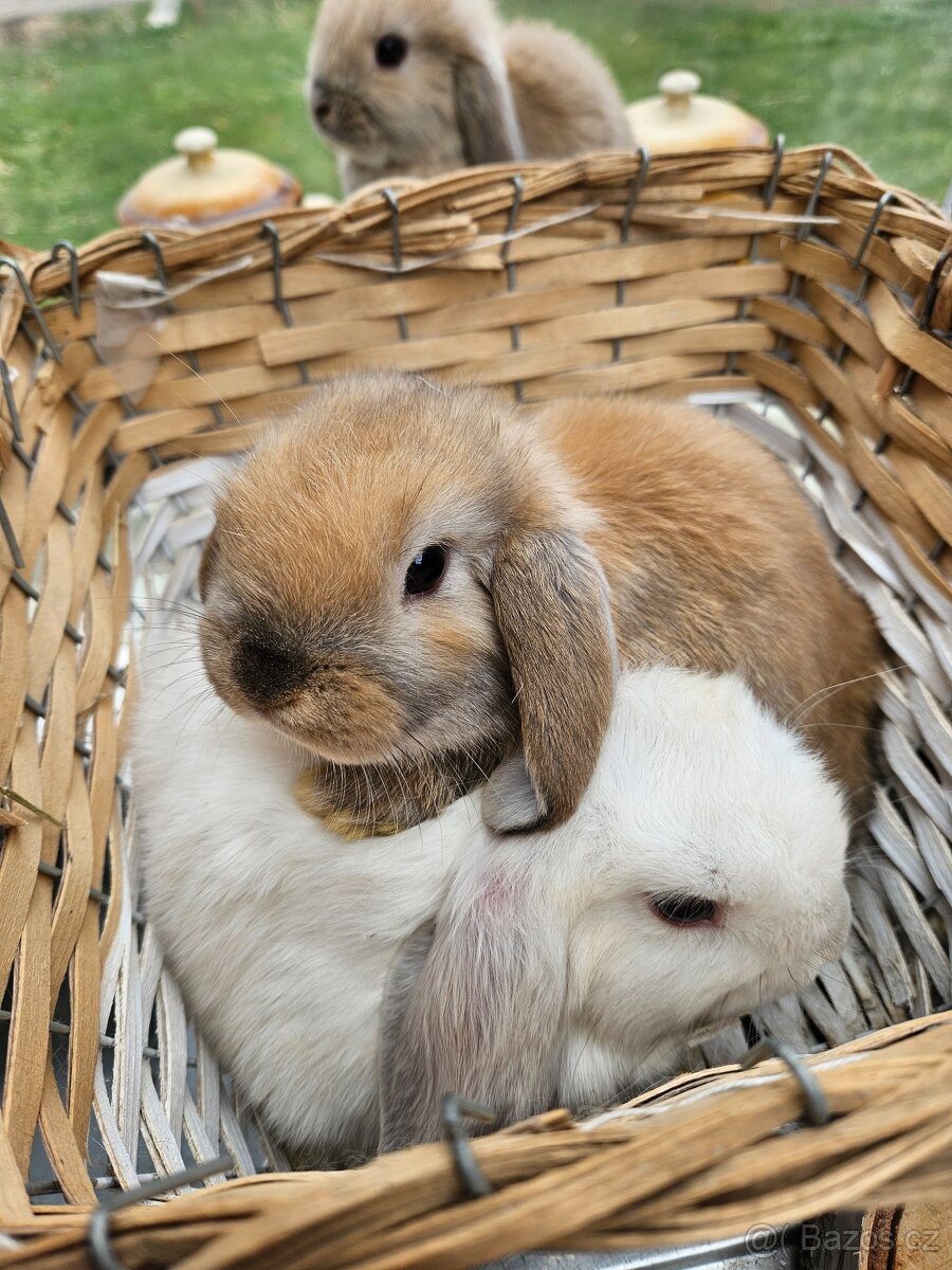 Zakrslý králík