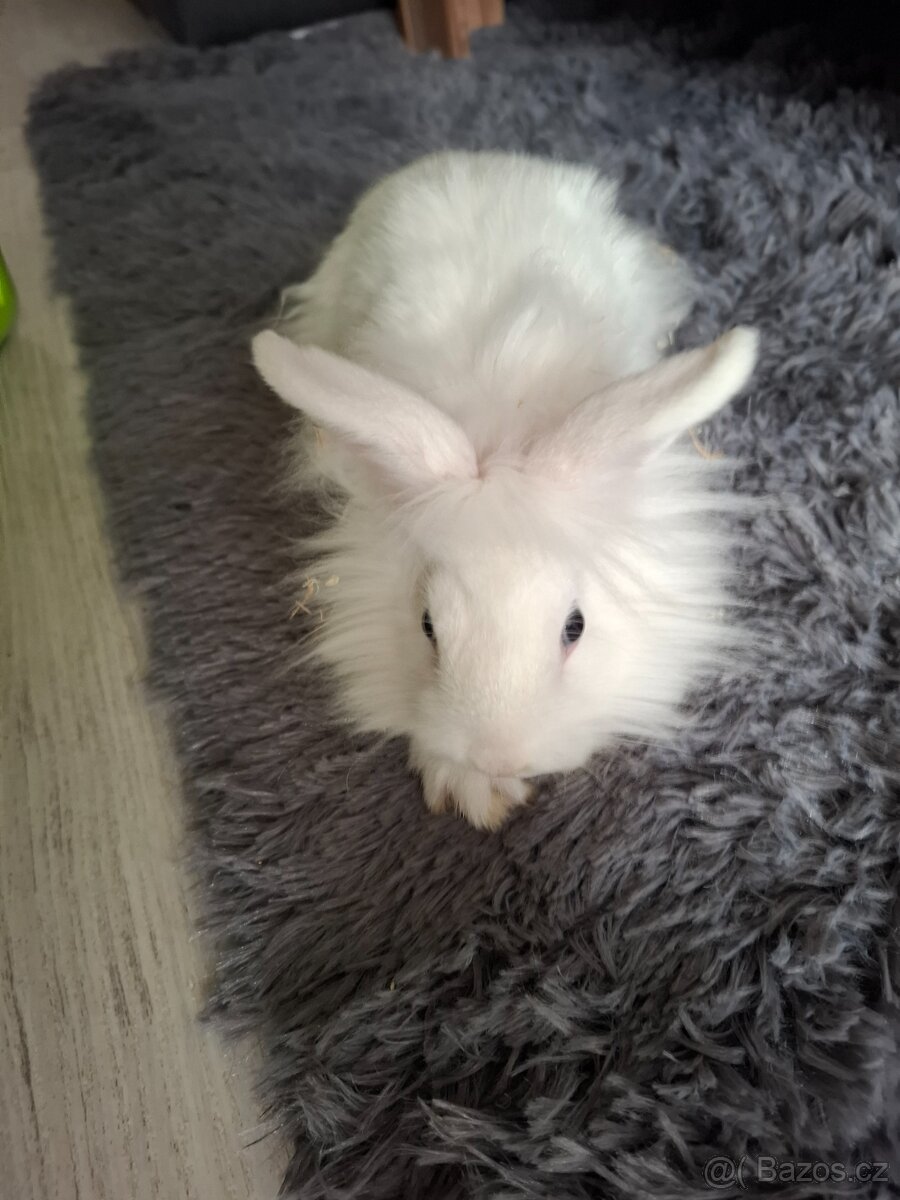 Zakrslý králíček