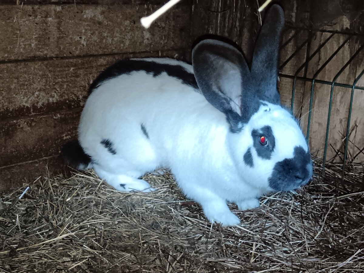 Německý obrovitý strakac modrý