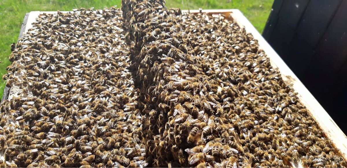 Oddělky a včelstva 2026 – mírná včelstva, vysoký výnos medu.