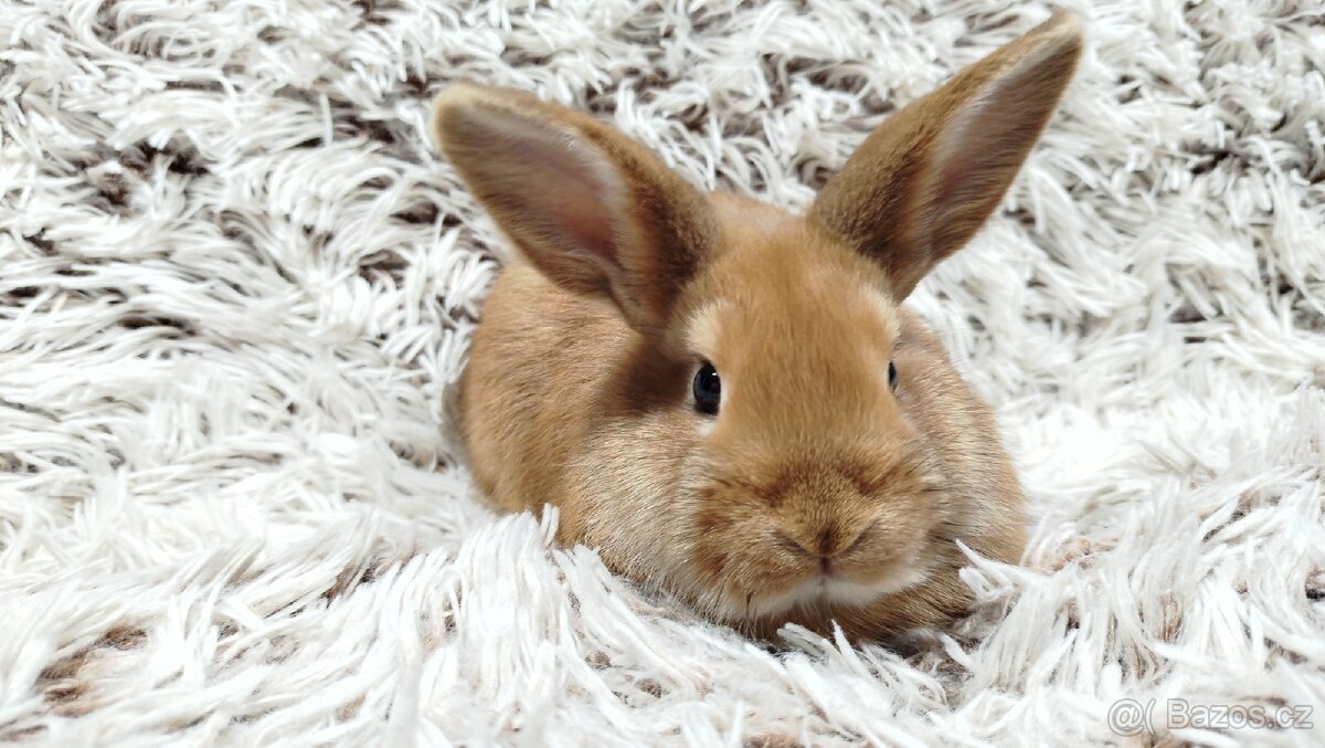 Zakrslý králík, králíček - LILI