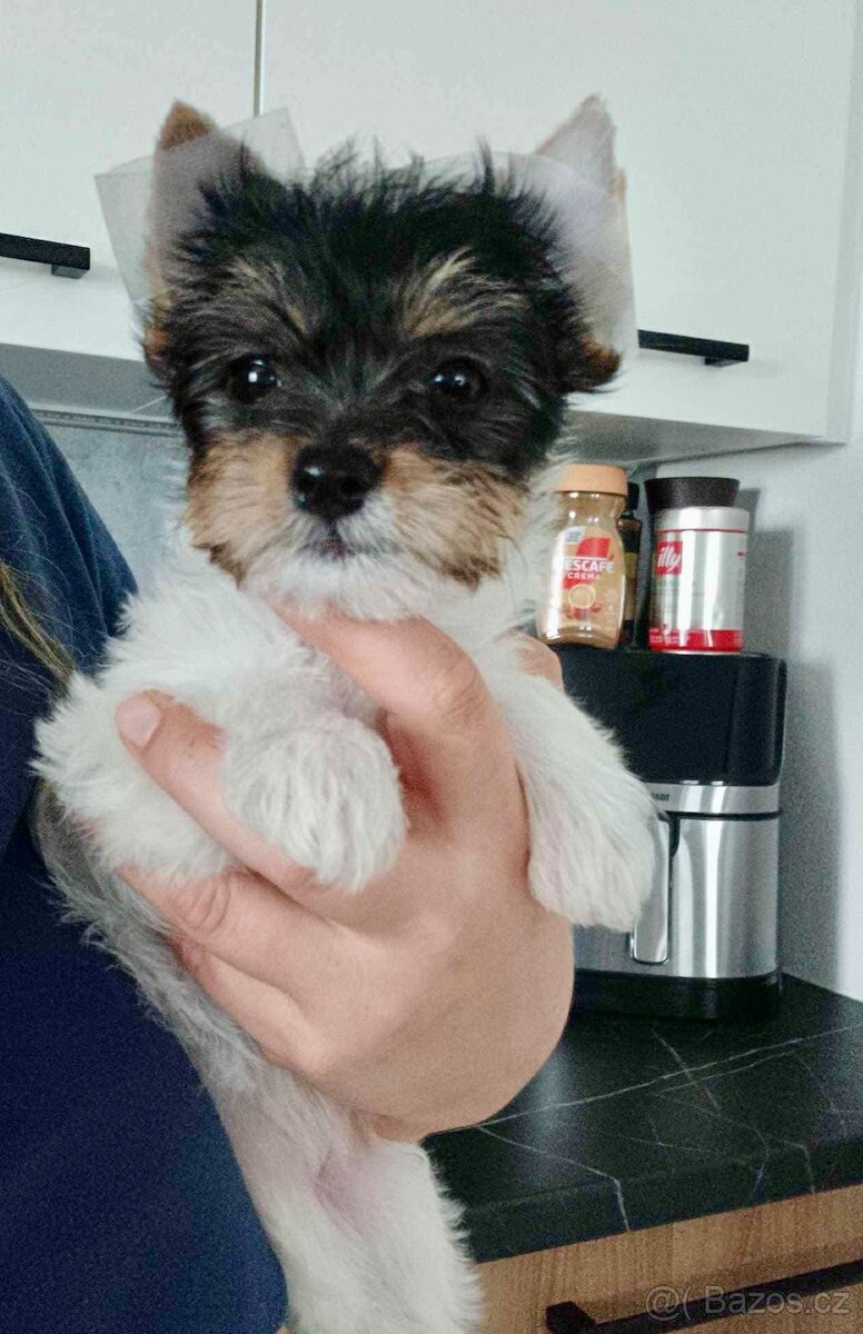 Jorkšírský teriér Biewer