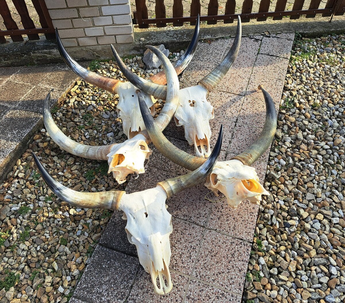 Trofeje, maďarský stepný