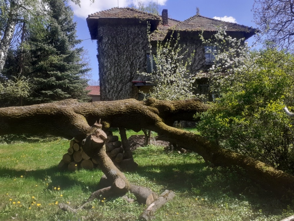 prodám spadlý jasan