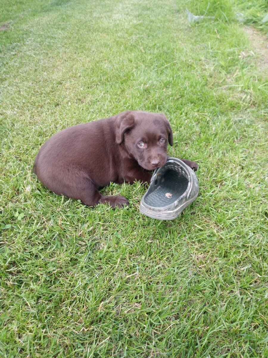Hnědý labrador bez PP